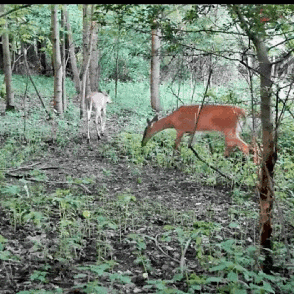 NatureEye Pro